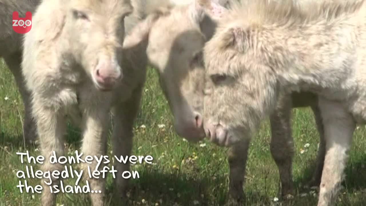 Albino Donkey Island