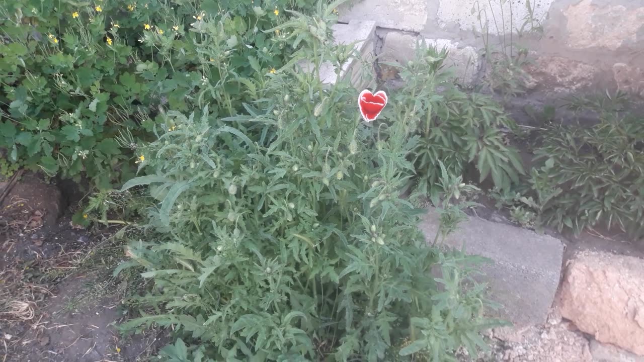 The poppy blossomed