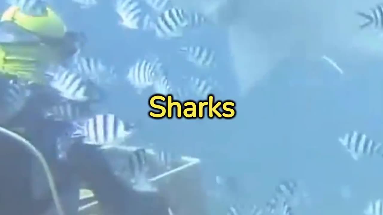 Why Shark Attacks happen!!