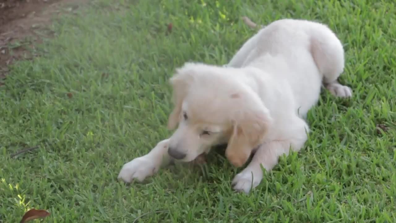 Cute Puppy's Watch them play They will make you smile