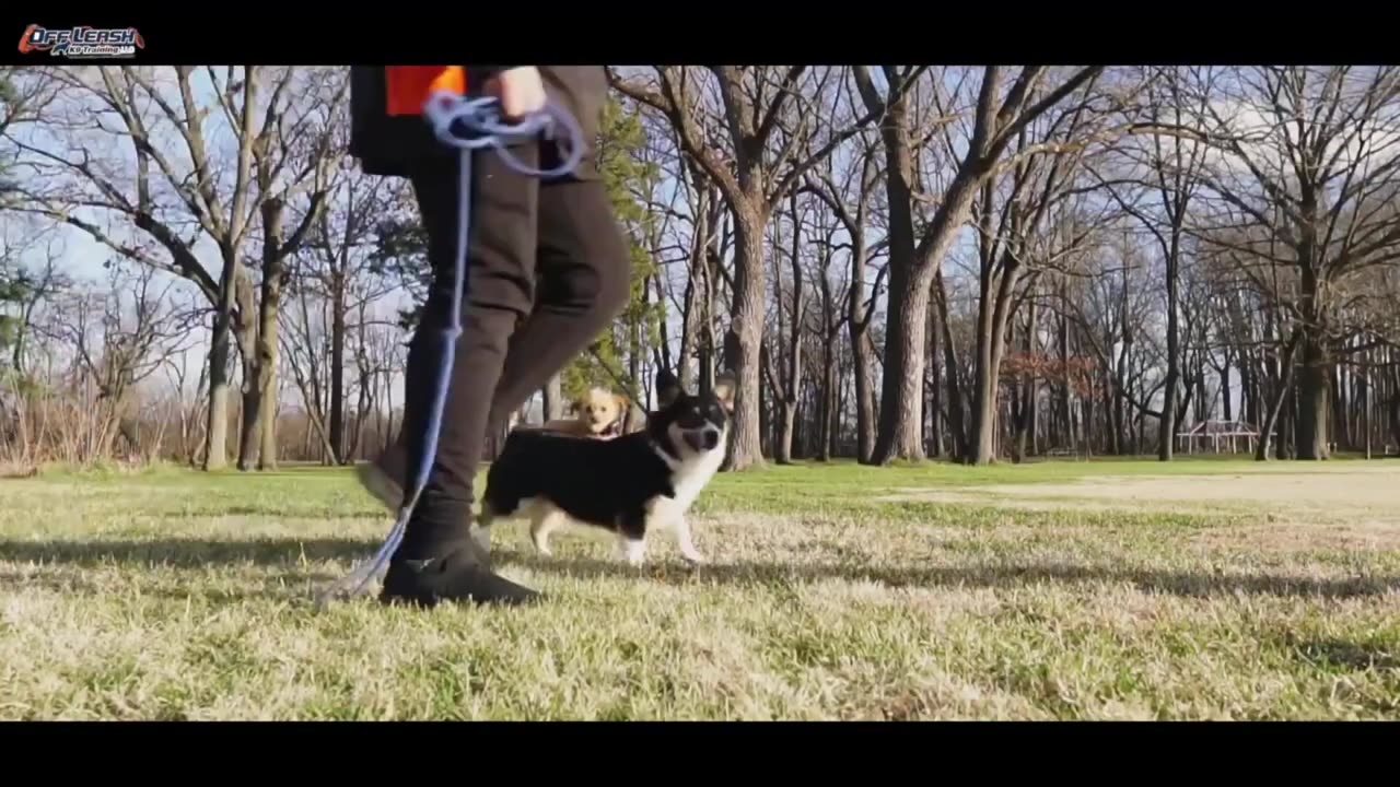 Nova dog training video 😅😅😅😅😅