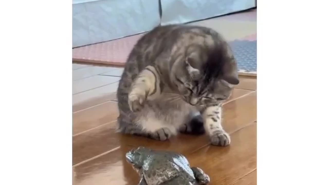 Cat funny moments 😺