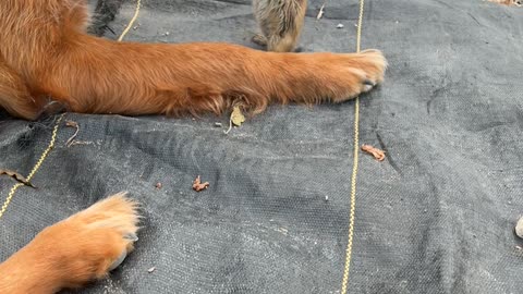 Prairie Dog and Pup Become Friends