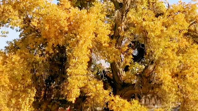 King Hu, who lived in the Gobi desert for more than 3,200 years.