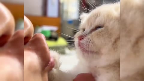 the kitten doesn't want to be kissed