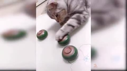 Baby Cats - Cute and Funny Cat Videos Compilation #21 |