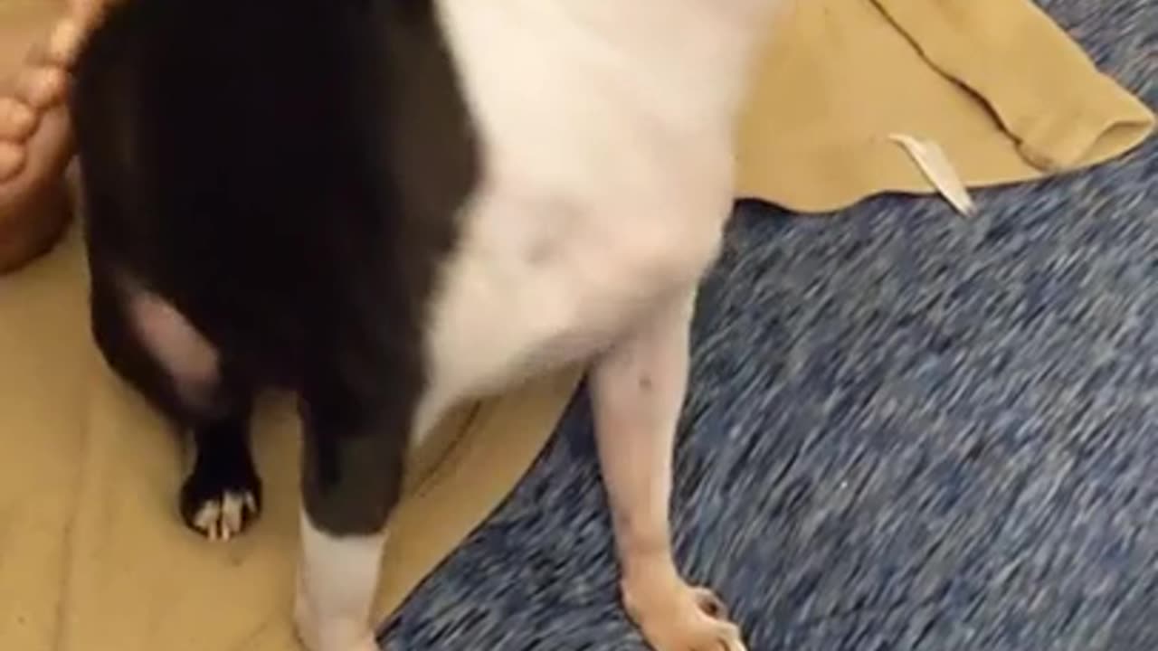 Stella likes Butt Rub