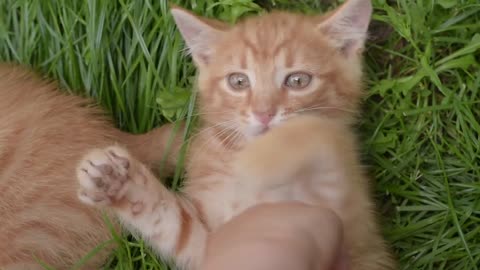 Cute kitten plays with hand spider