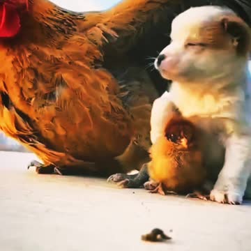 Cute puppy with hen and chicken