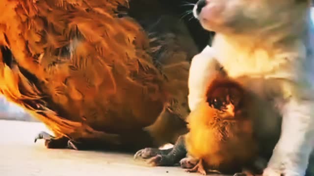 Cute puppy with hen and chicken