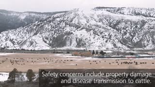 Yellowstone Shorts - Why are bison numbers controlled? - Yellowstone National Park