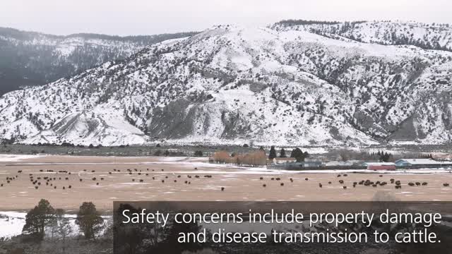 Yellowstone Shorts - Why are bison numbers controlled? - Yellowstone National Park