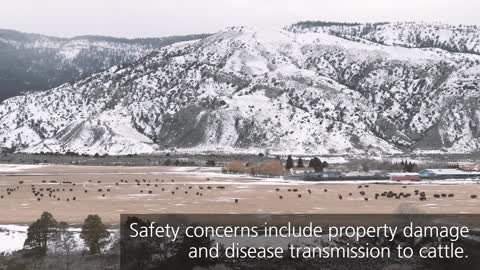 Yellowstone Shorts - Why are bison numbers controlled? - Yellowstone National Park