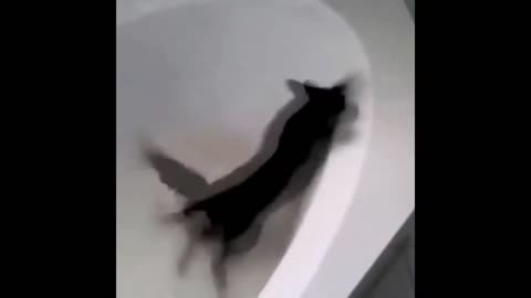 Funny and Cute cats - funny animals