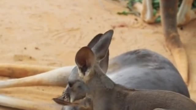 What is the baby kangaroo doing for its mother?