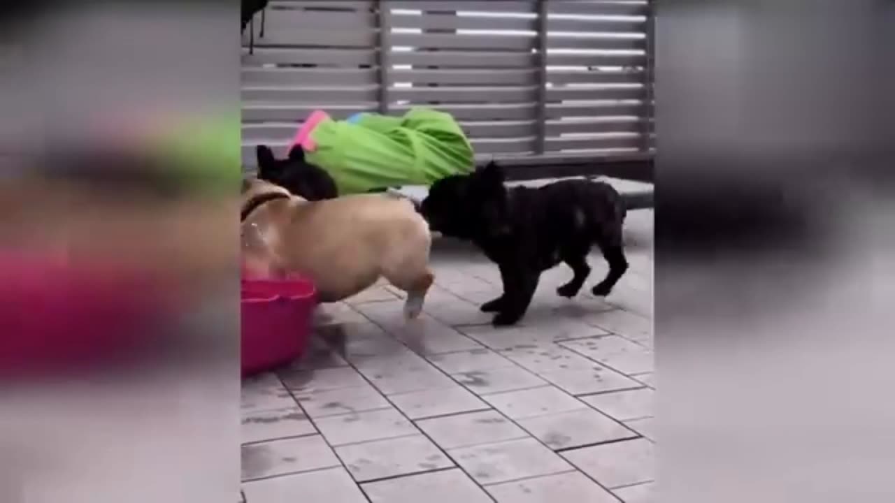 Funny cat and dog video