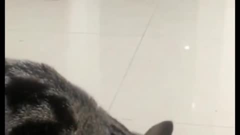 Silly cat's daily routine