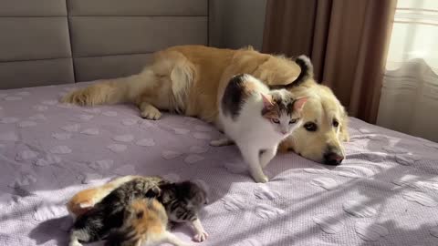 Mom Cat Shows Baby Kittens that Golden Retriever is Safe for Them