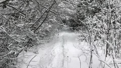 Forest, snow, flower
