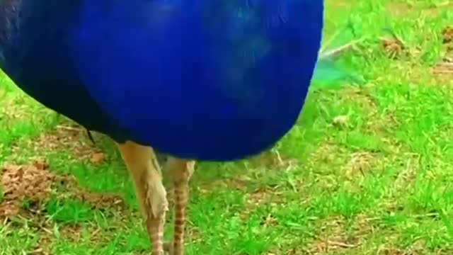 Naughty animals and funny