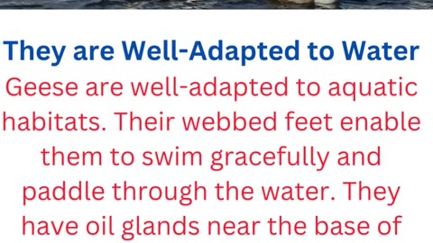 facts about geese......8/12