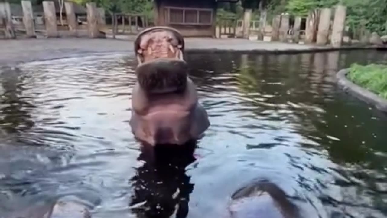 Hippos eating melons and apples😱🥺🥺😊 so cute and adorable