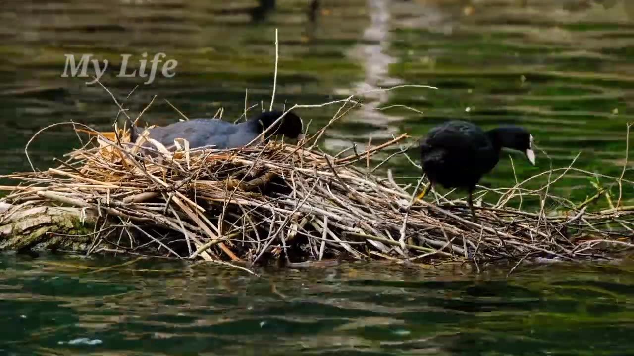 Animals Planet Coot Birds & Water Birds Breeding Time