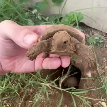 "A New Beginning: The Hatching of a Baby Tortoise"