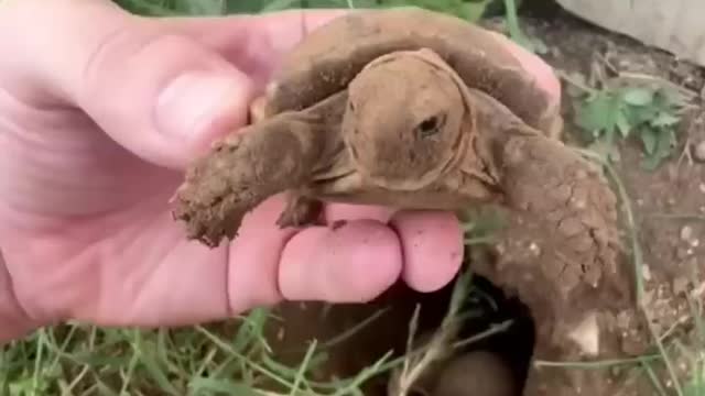 "A New Beginning: The Hatching of a Baby Tortoise"