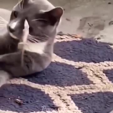 Funny animals videos cats and dogs 🐕🐈🤣 2023 funniest videos