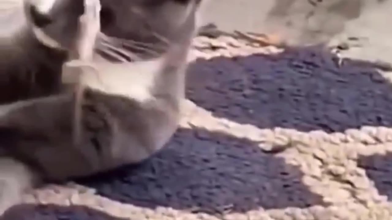 Funny animals videos cats and dogs 🐕🐈🤣 2023 funniest videos