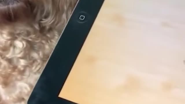 Let her play next level