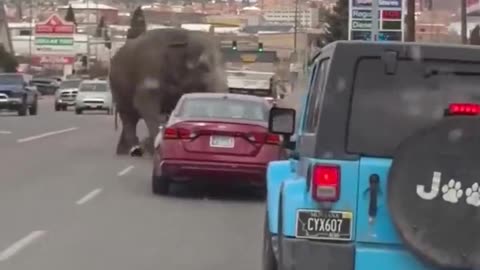 Circus elephant runs loose in a Montana