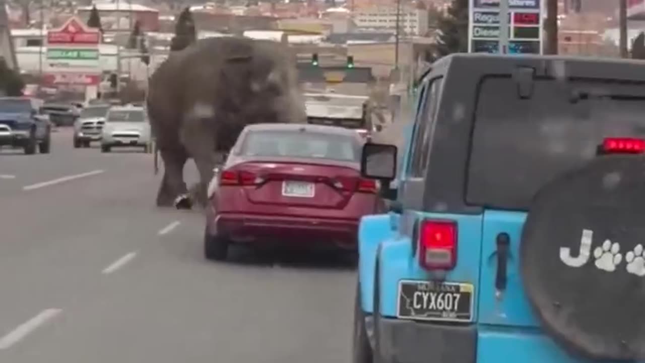 Circus elephant runs loose in a Montana