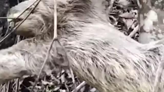 Sloth Gives High-Five to Man Who Helped Him!