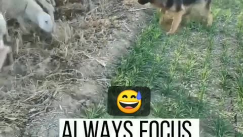 Very intelligent 🤓 dogs