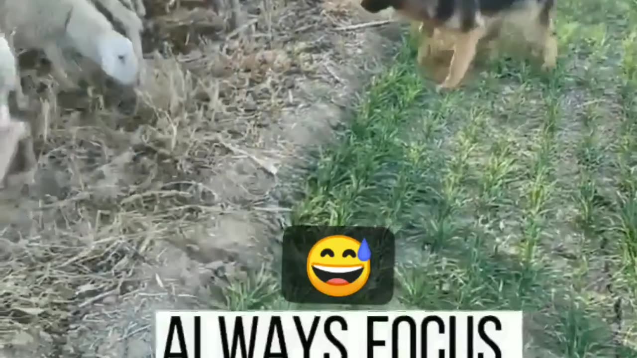 Very intelligent 🤓 dogs