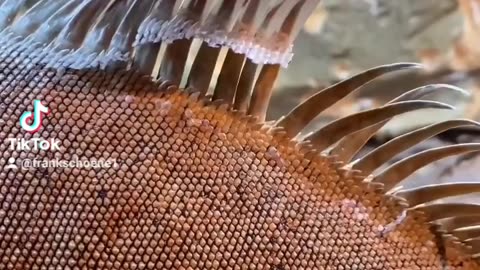 Dinosaur celebrates Halloween