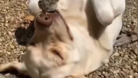 Funny animal video