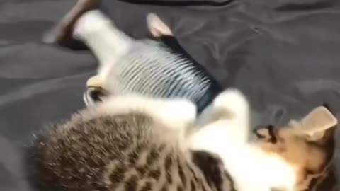 Cute Pet video| Ep 1
