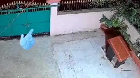 Leopard In house