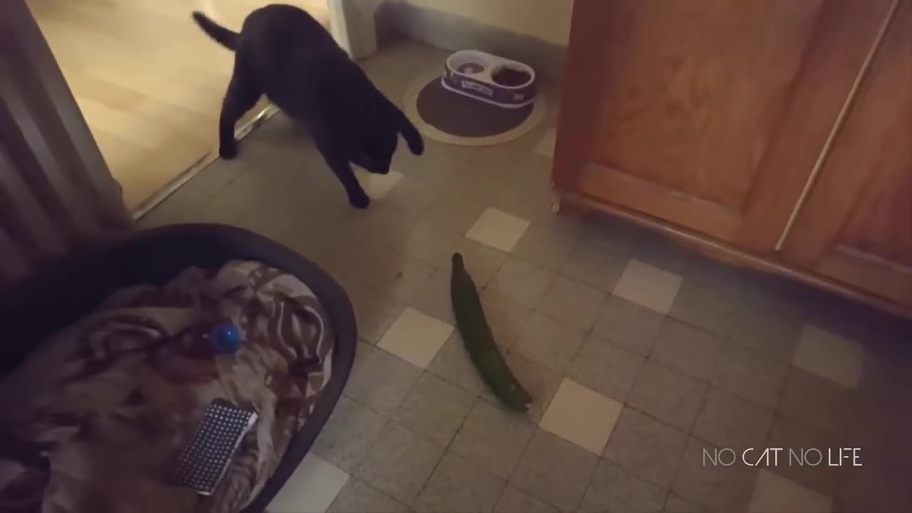 MUST WATCH!!!! Cats scared cucumbers compilation SUPER FUNNY !!!!!