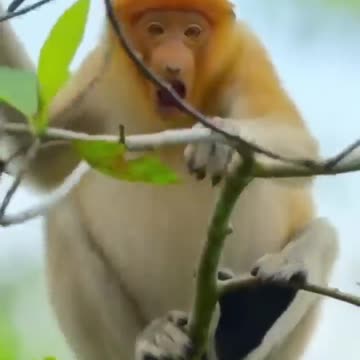 Proboscis monkey makes giant leap of faith into crocodile-infested waters 👀