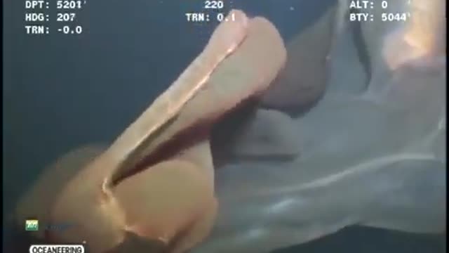 MASSIVE Sea creature captured on Video near Oil Rig