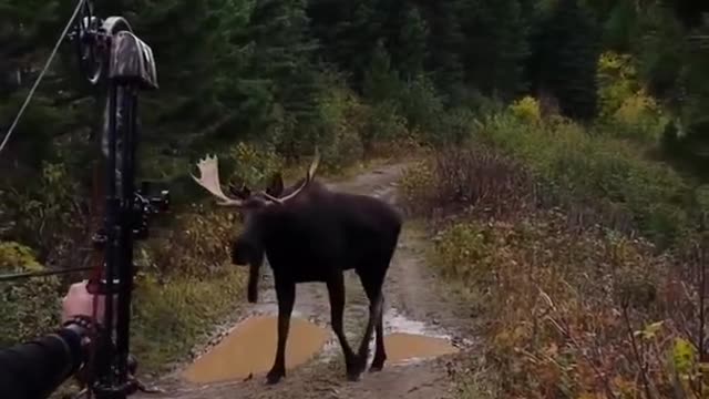 hunting this rare Montana Shiras