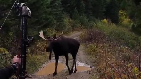 hunting this rare Montana Shiras