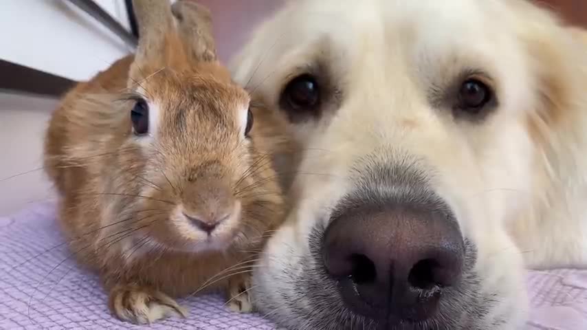 Adorable Golden Retriever Bailey Hugs Cute Rabbit Sam