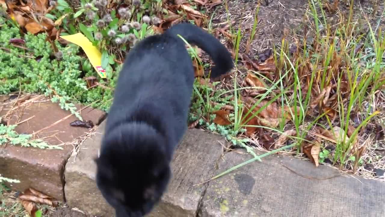 A Very Talkative Friendly Black Cat