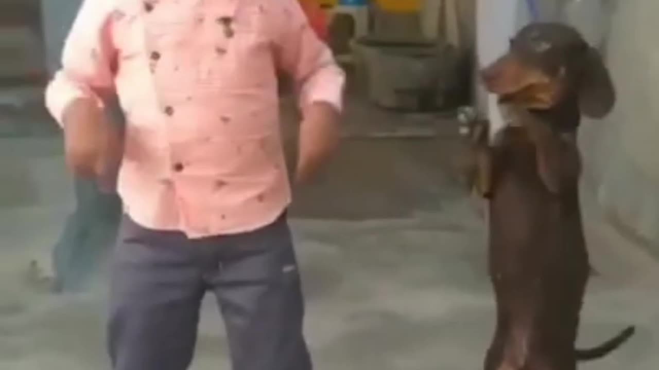 Funny dog dance video