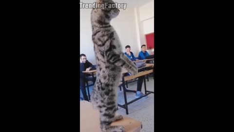 cat inside the classroom very funny